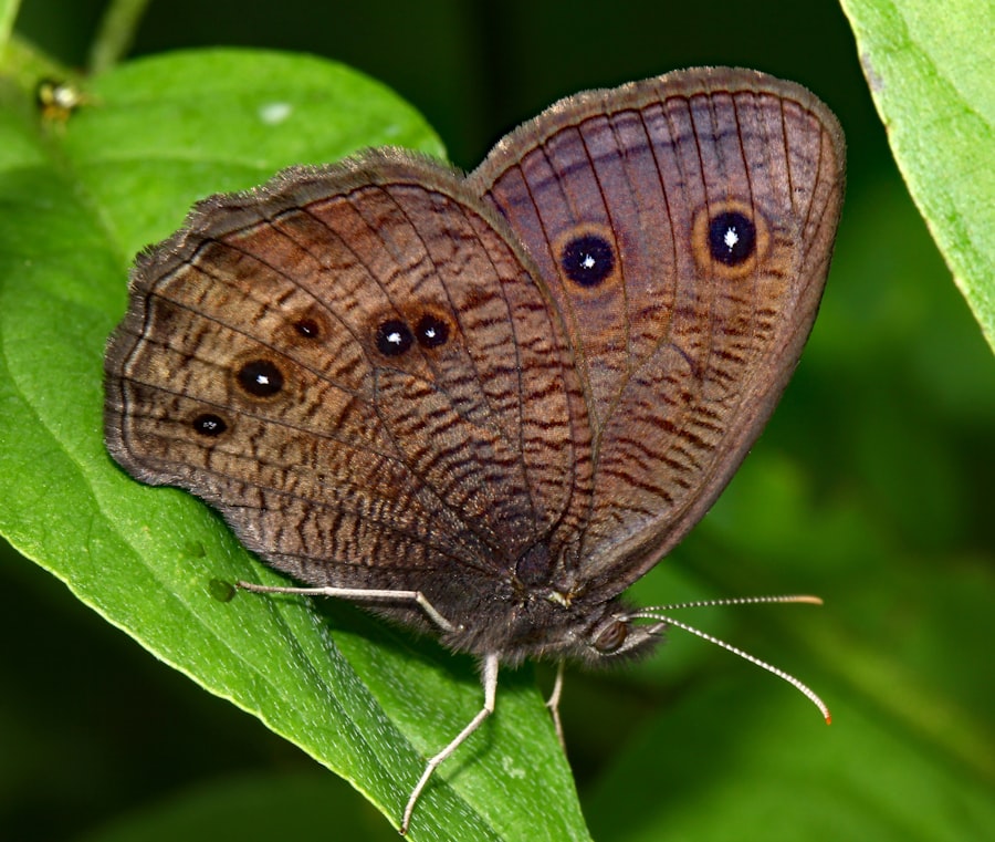 Photo AI transformation
